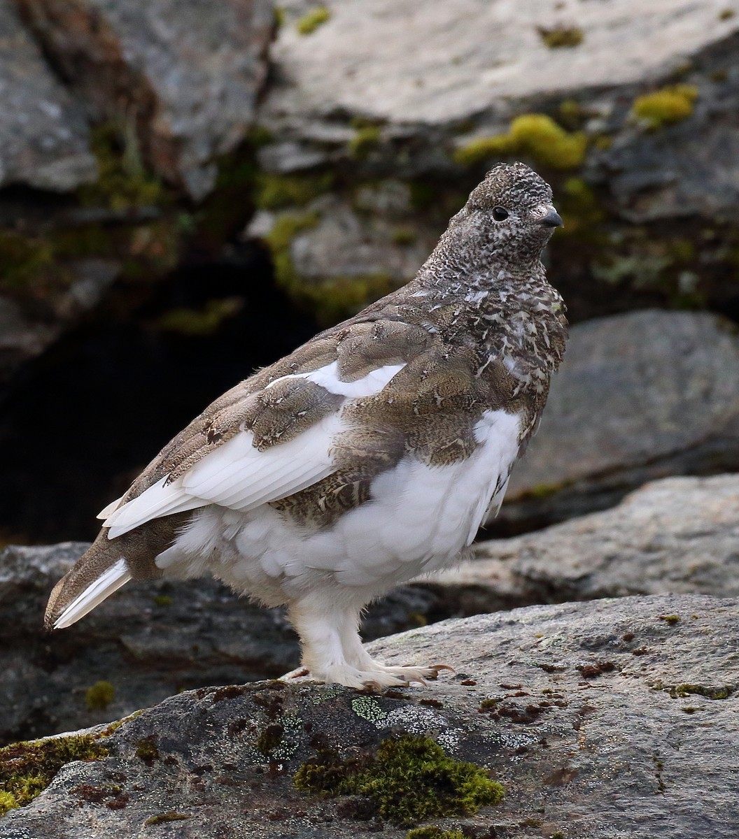 White-tailed Ptarmigan - ML645014140