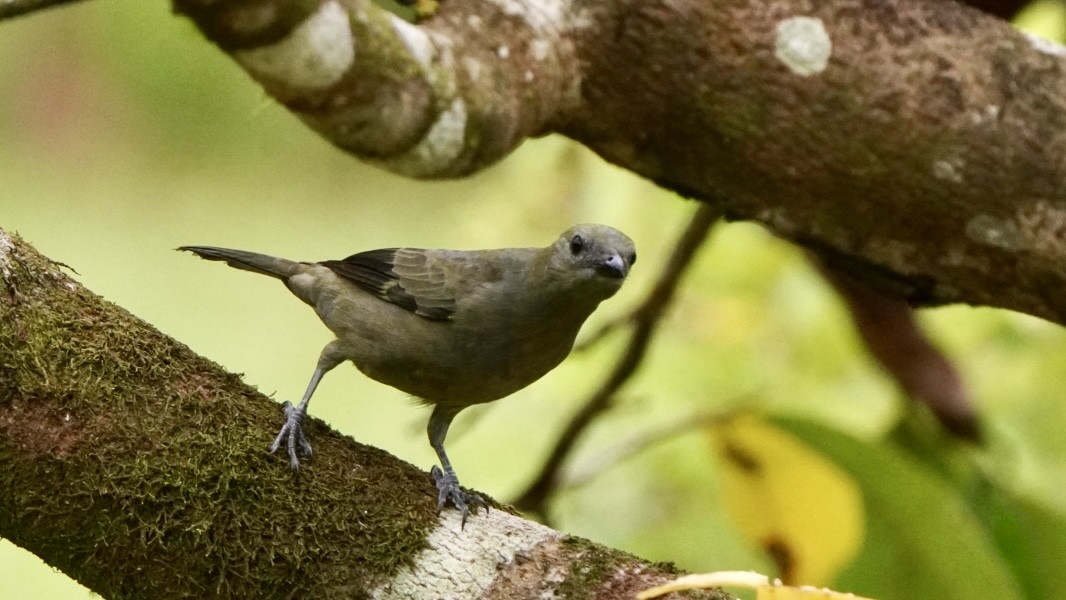 Palm Tanager - ML645014143