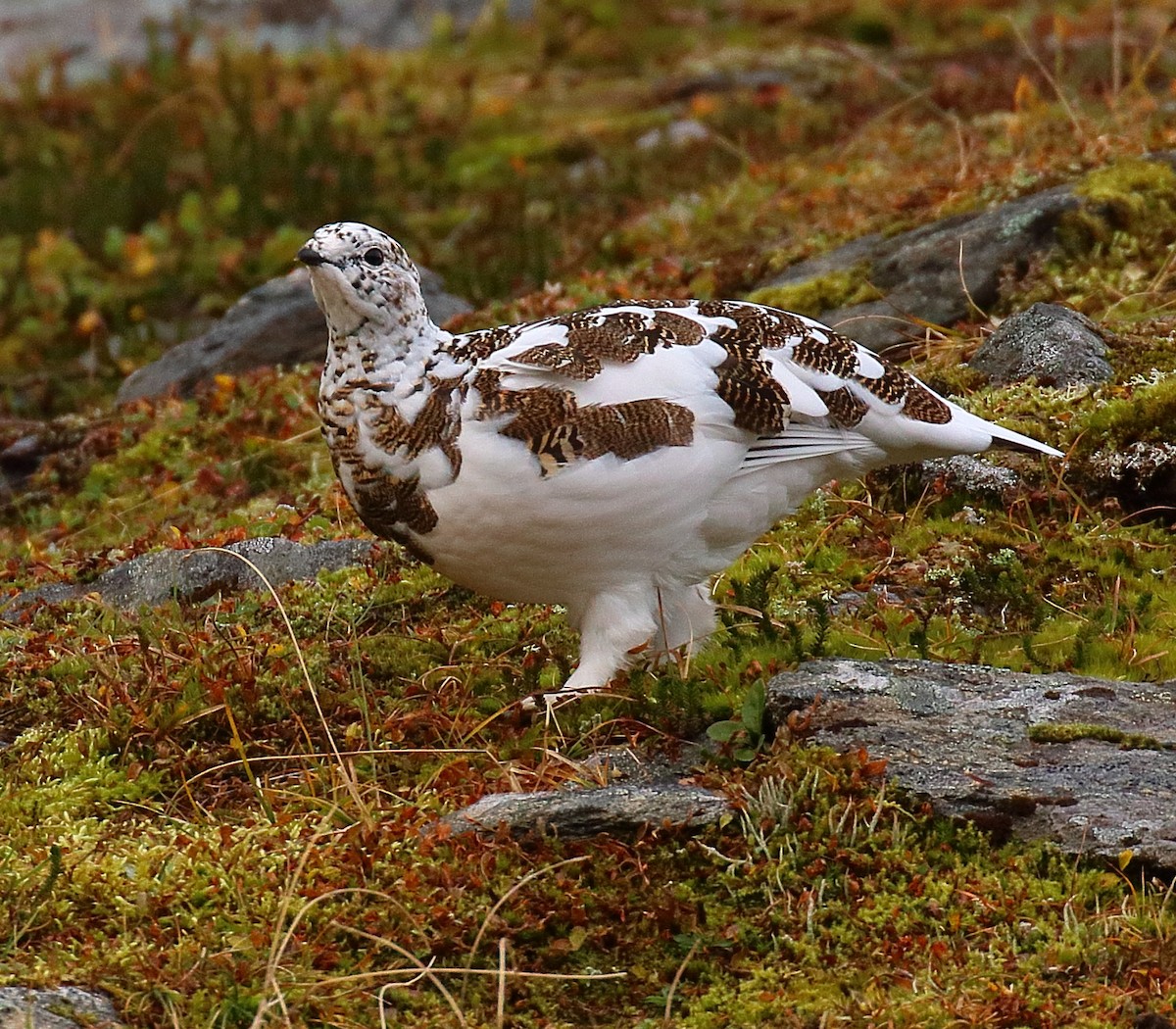 Rock Ptarmigan - ML645014150