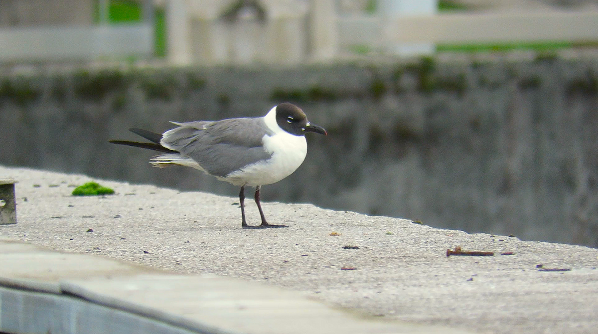 笑鷗 - ML645014152