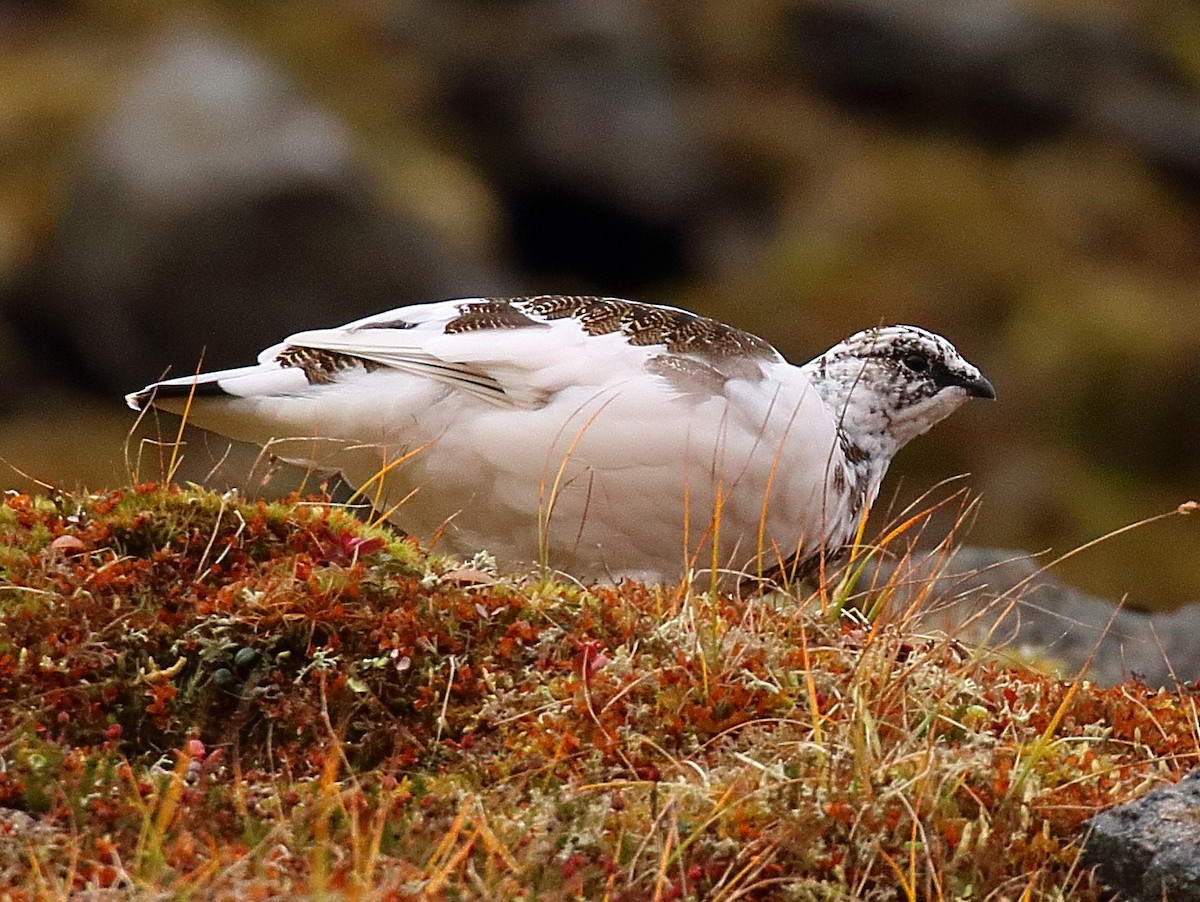 Rock Ptarmigan - ML645014166