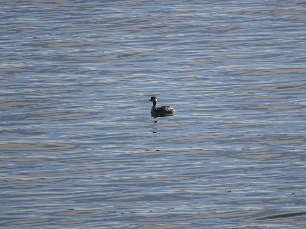 Horned Grebe - ML645014168
