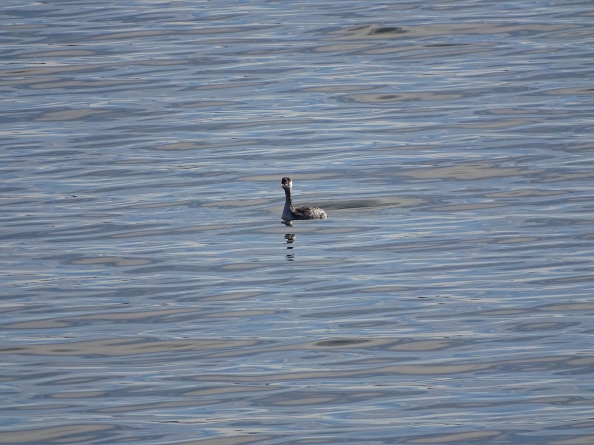 Horned Grebe - ML645014169