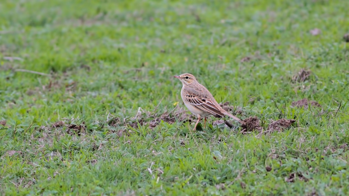linduška úhorní - ML645014172