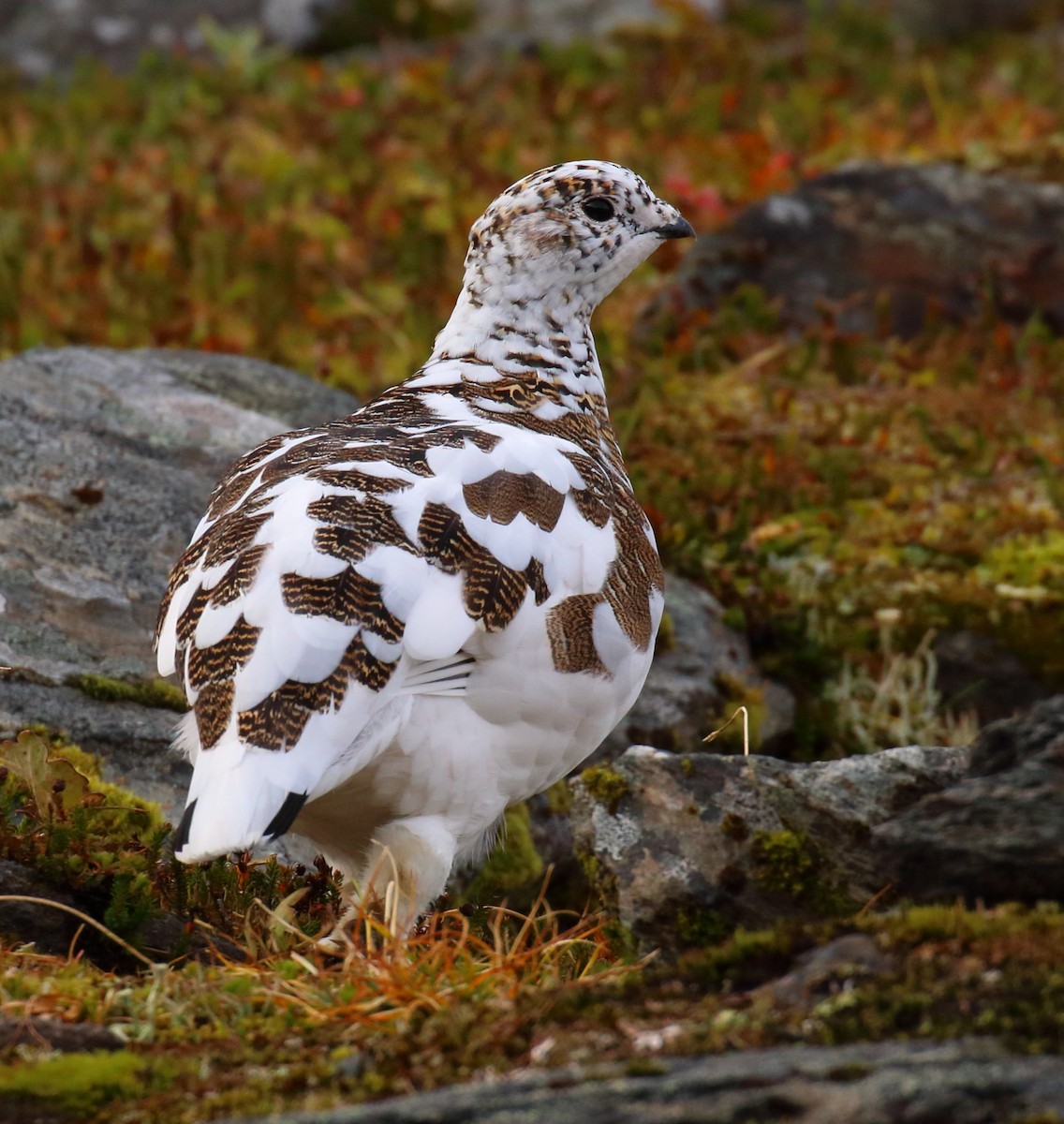 Rock Ptarmigan - ML645014175
