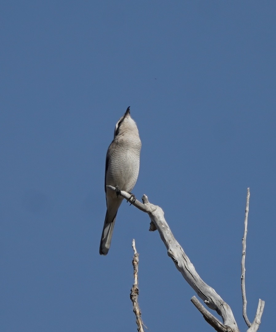 Northern Shrike - ML645014190