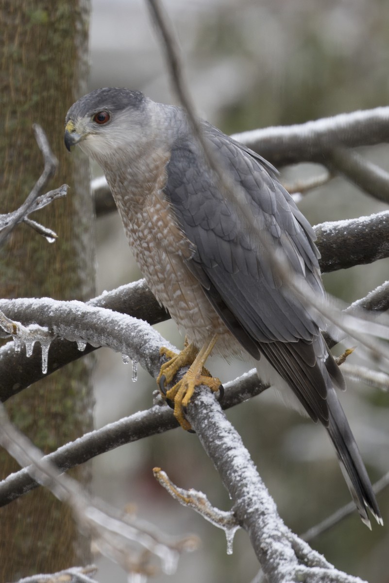 Gavilán de Cooper - ML645014192