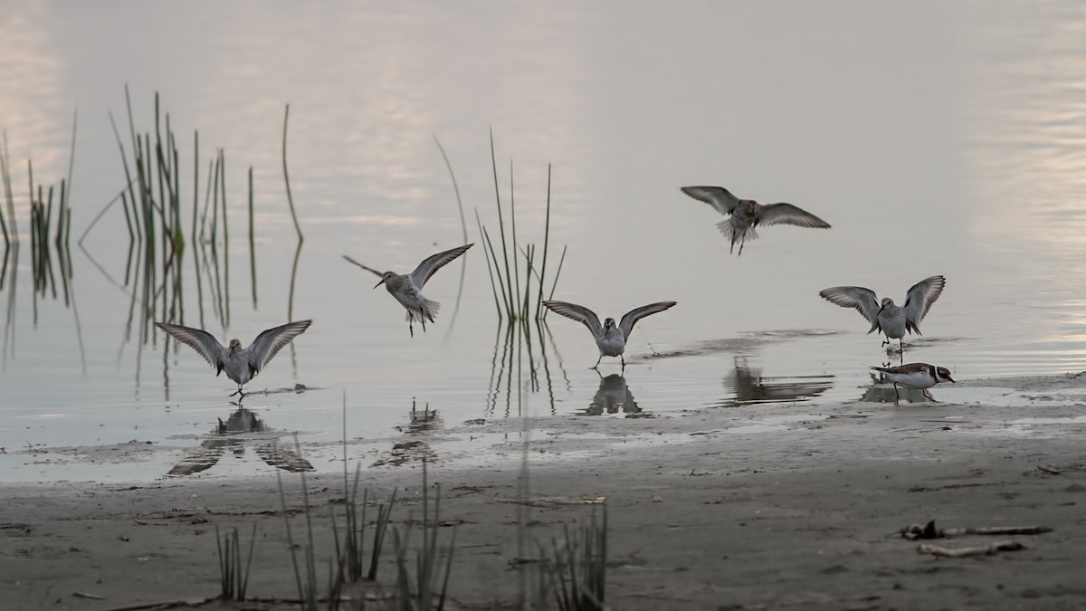 jespák obecný - ML645014193