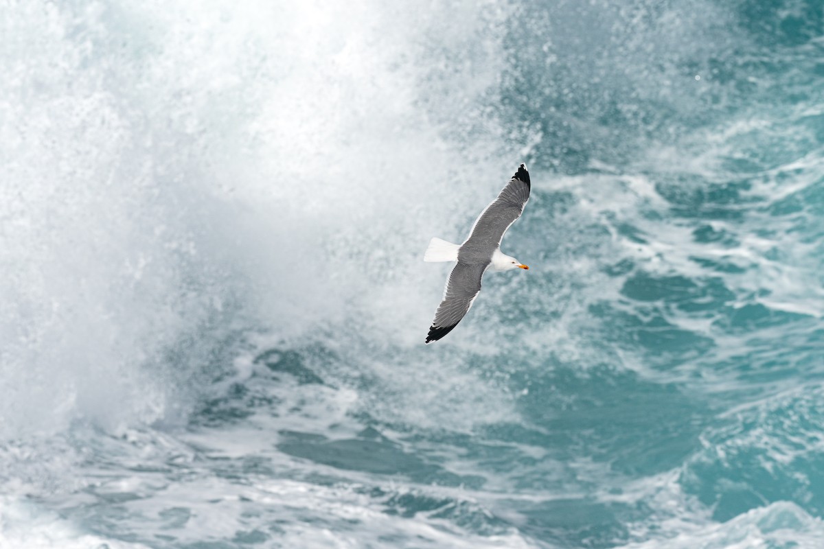 Mittelmeermöwe (Azorenmöwe) - ML645014196