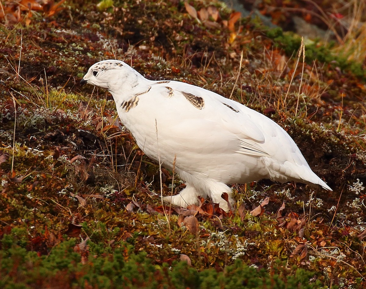 Rock Ptarmigan - ML645014199