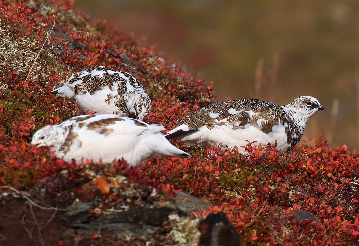 Rock Ptarmigan - ML645014218