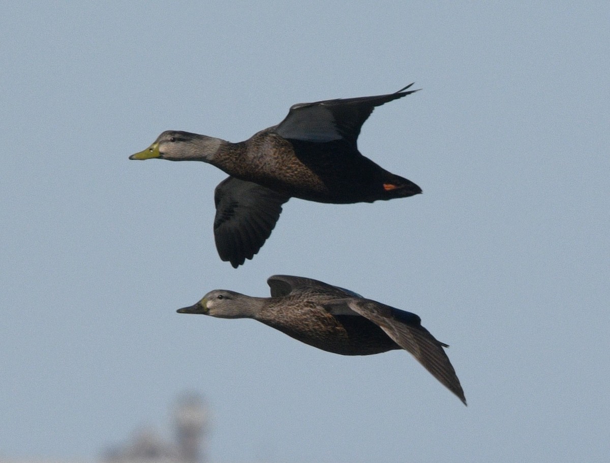 Ahate iluna - ML645014221