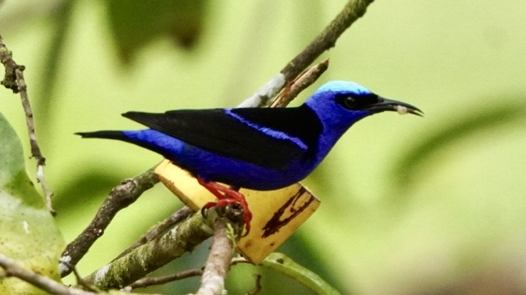 Red-legged Honeycreeper - ML645014223