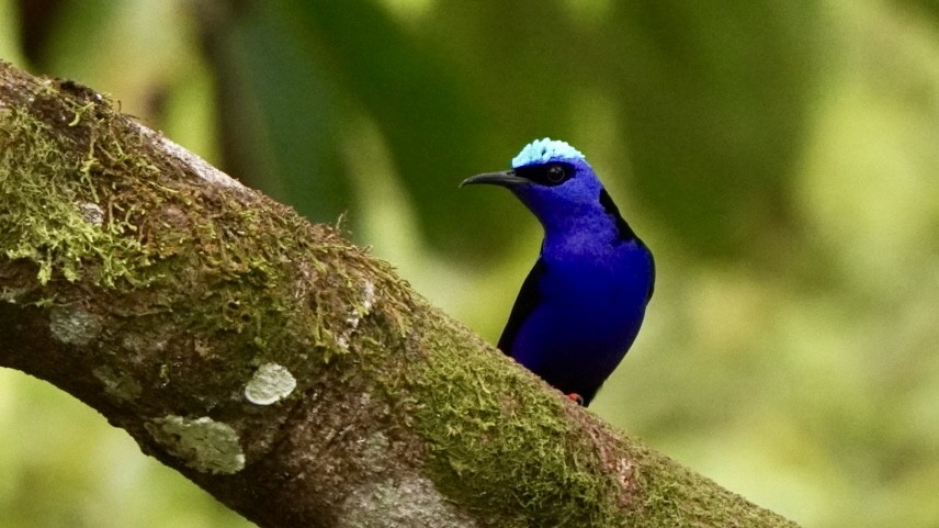 Red-legged Honeycreeper - ML645014224