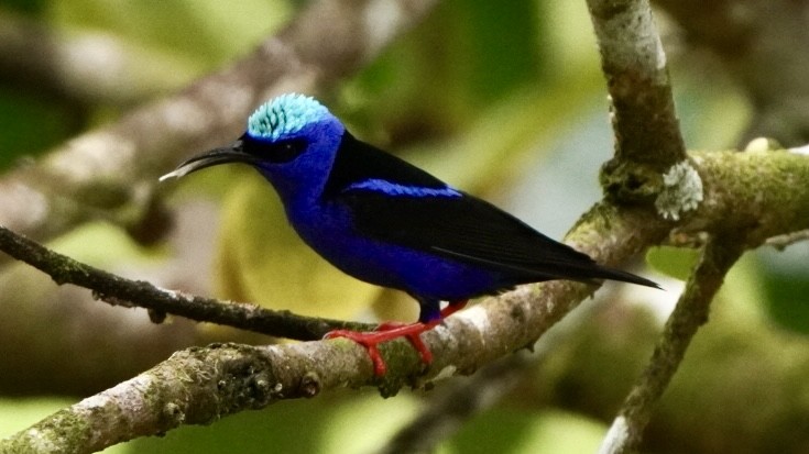 Red-legged Honeycreeper - ML645014225