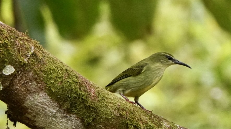 Red-legged Honeycreeper - ML645014226