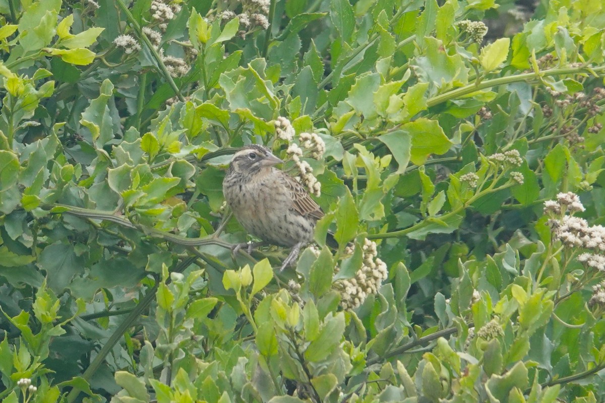 Peruvian Meadowlark - ML645014231
