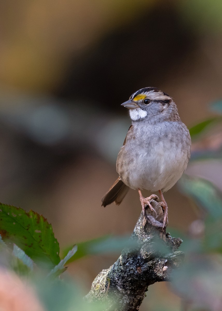 White-throated Sparrow - ML645014232