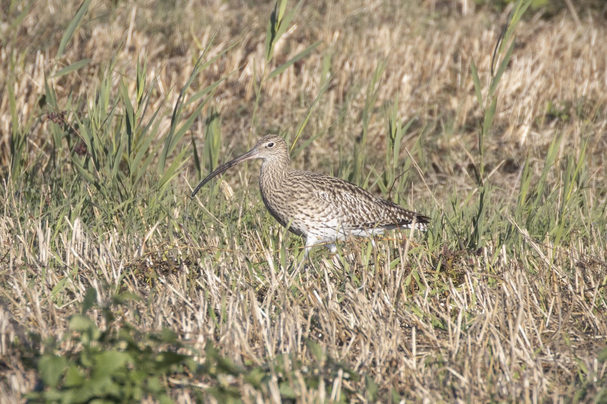 Eurasian Curlew - ML645014236
