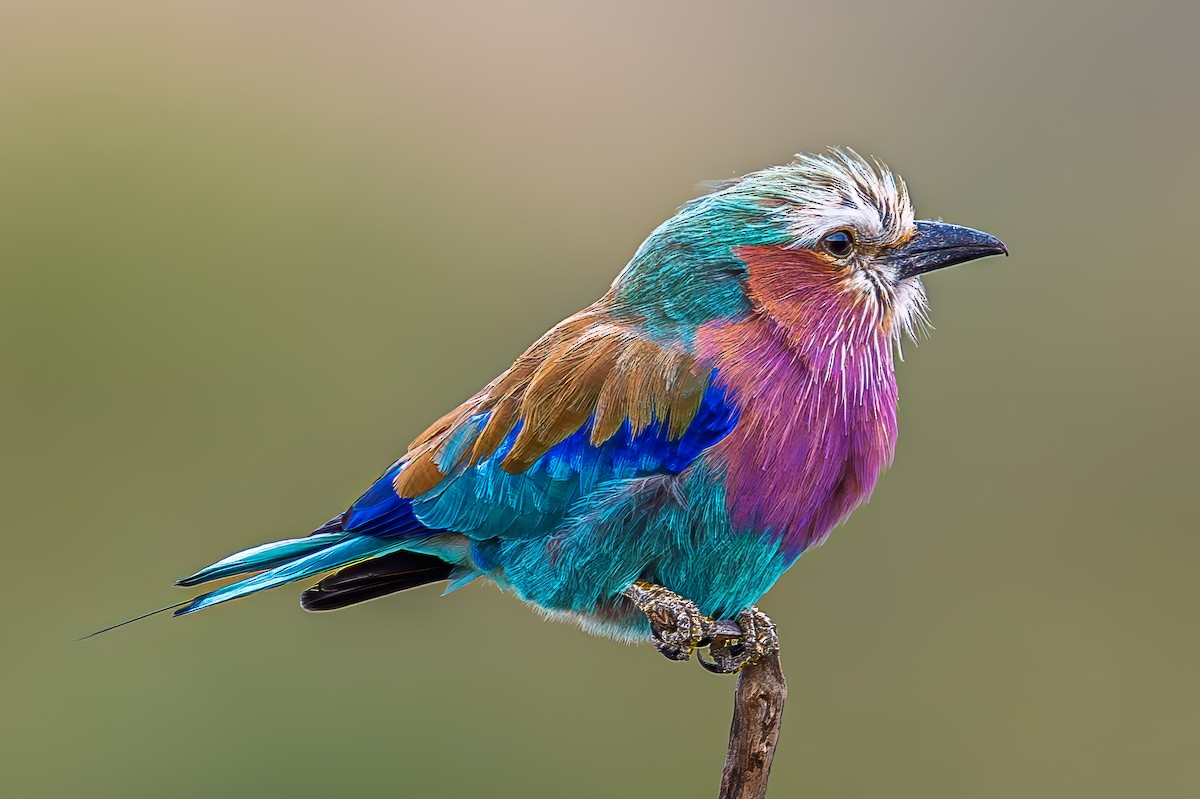 Lilac-breasted Roller - ML645014256