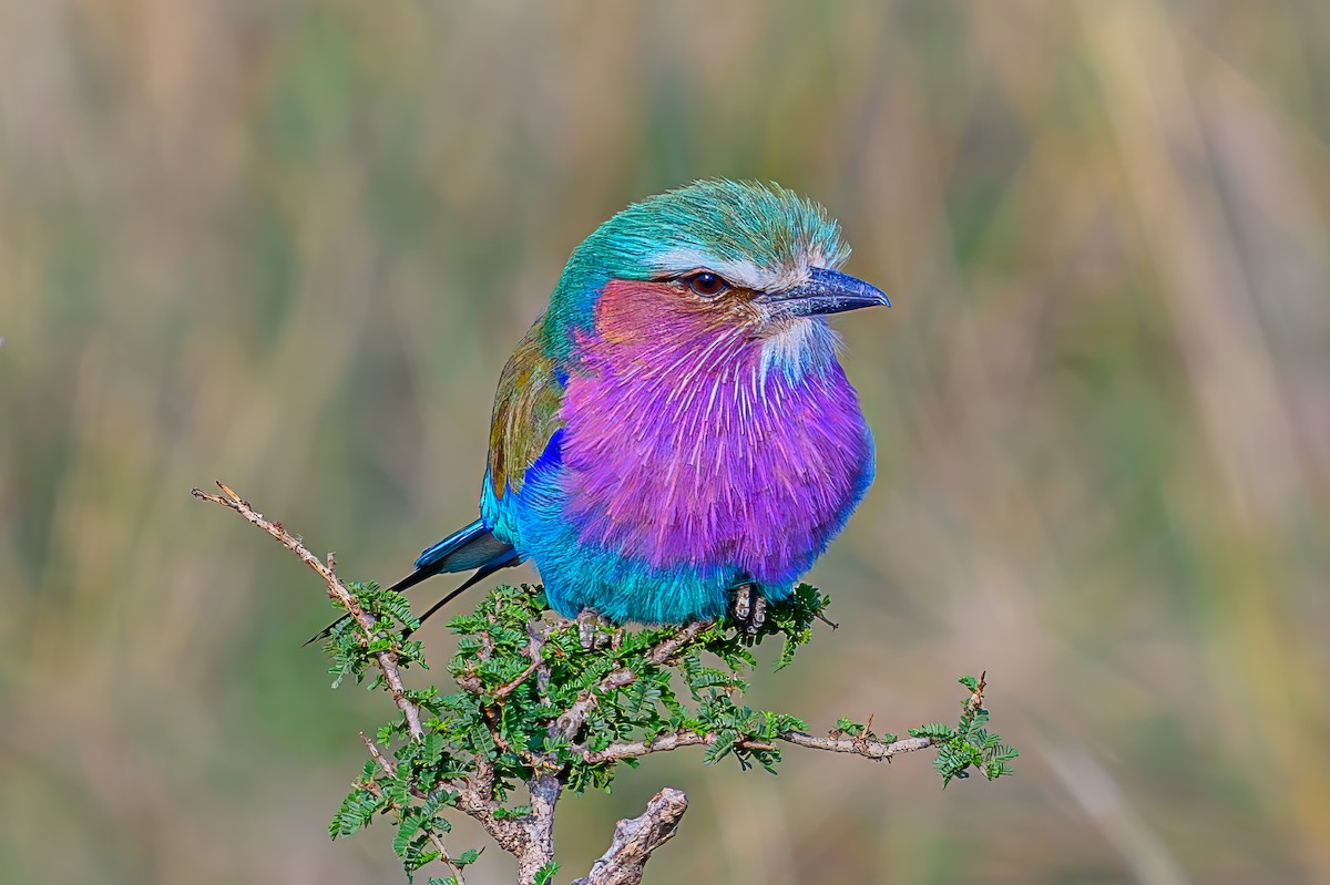 Lilac-breasted Roller - ML645014257