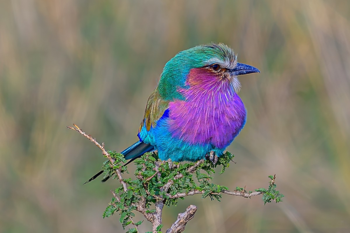 Lilac-breasted Roller - ML645014258