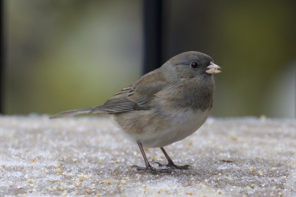 Серый юнко - ML645014266