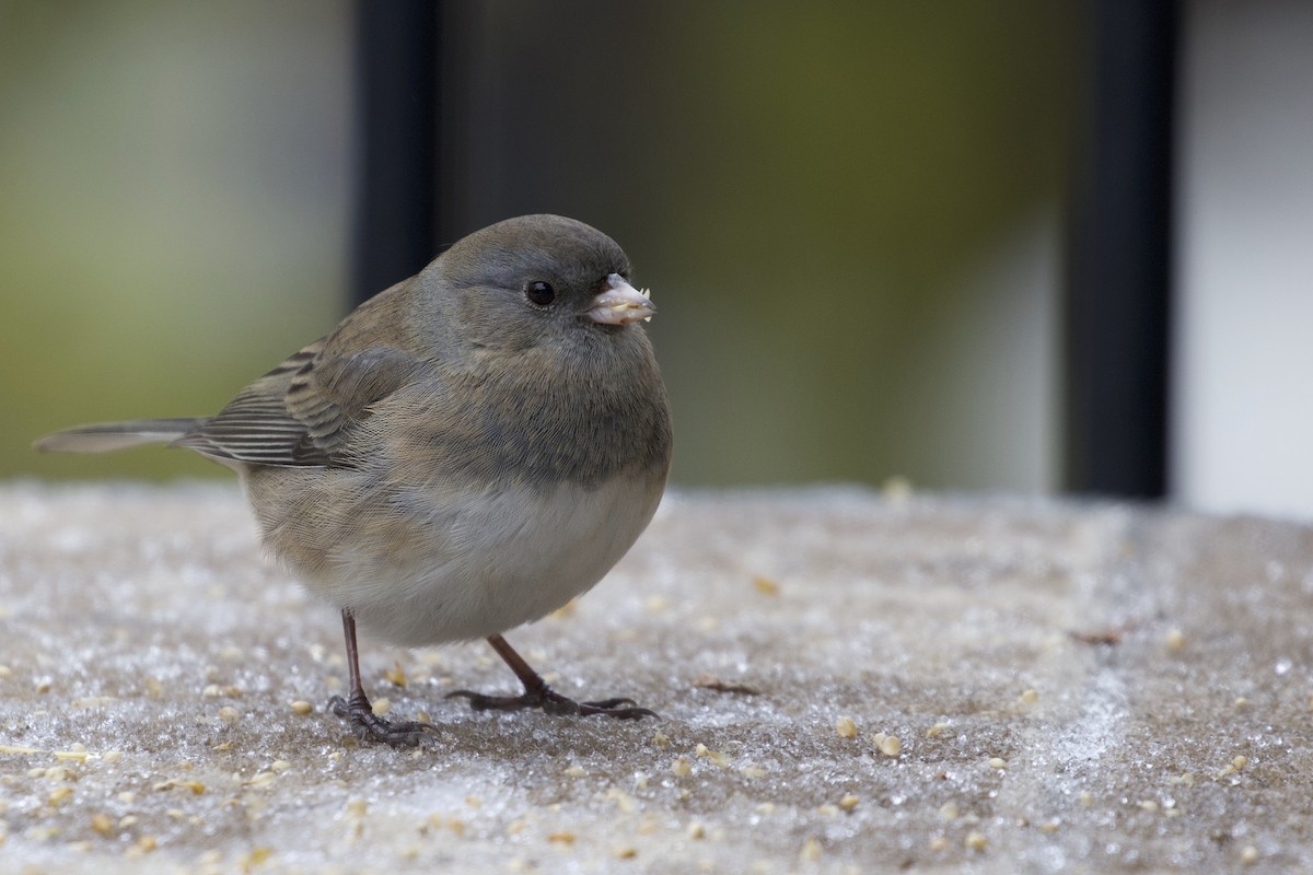 Серый юнко - ML645014267