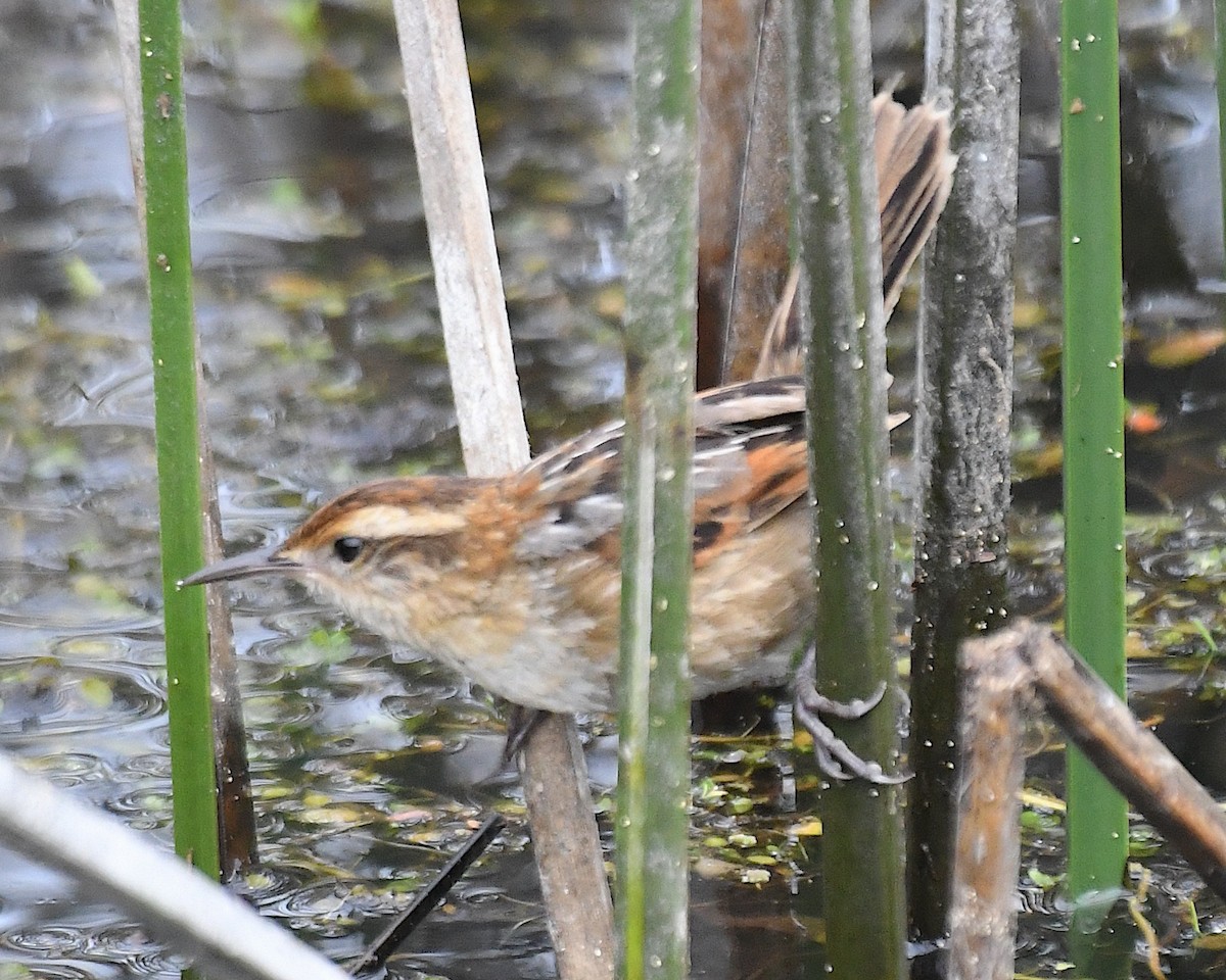 Wren-like Rushbird - ML645014270