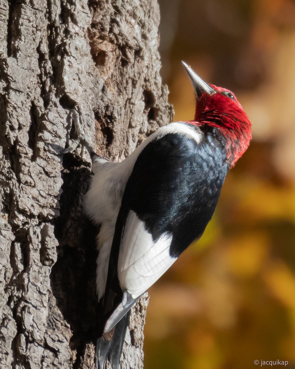 Red-headed Woodpecker - ML645014289