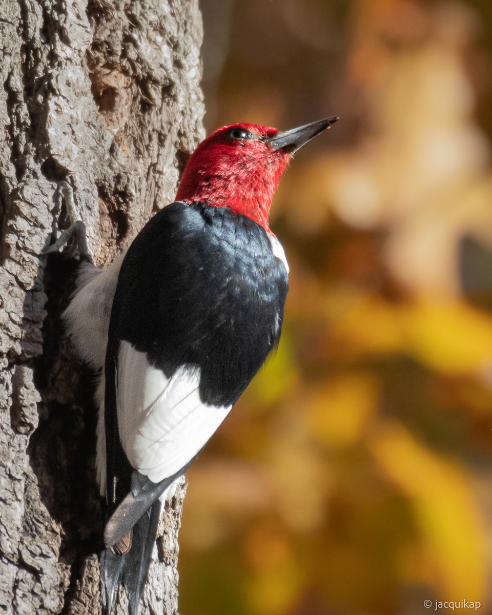 Red-headed Woodpecker - ML645014290