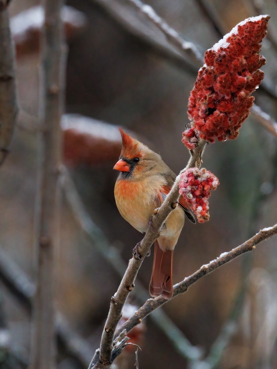 Northern Cardinal - ML645014291