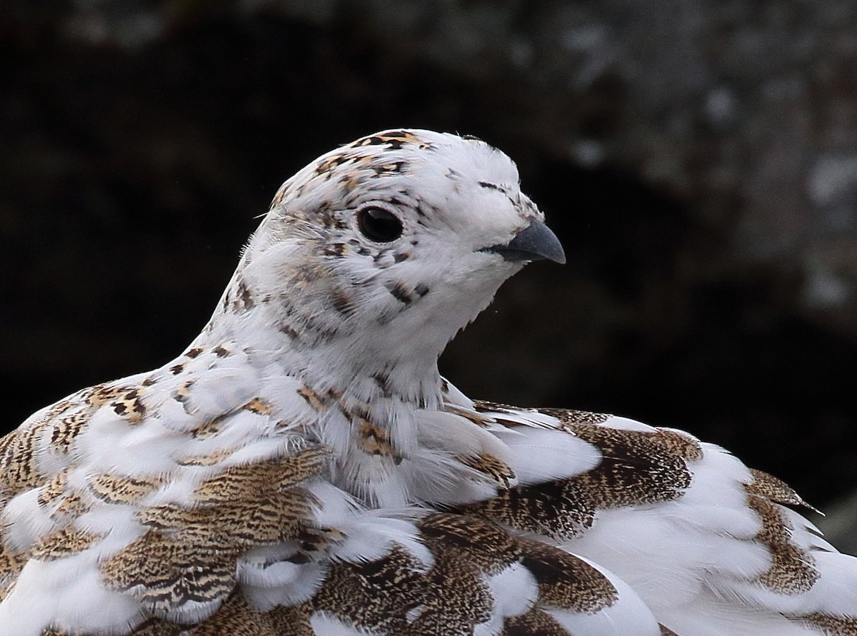 Rock Ptarmigan - ML645014292