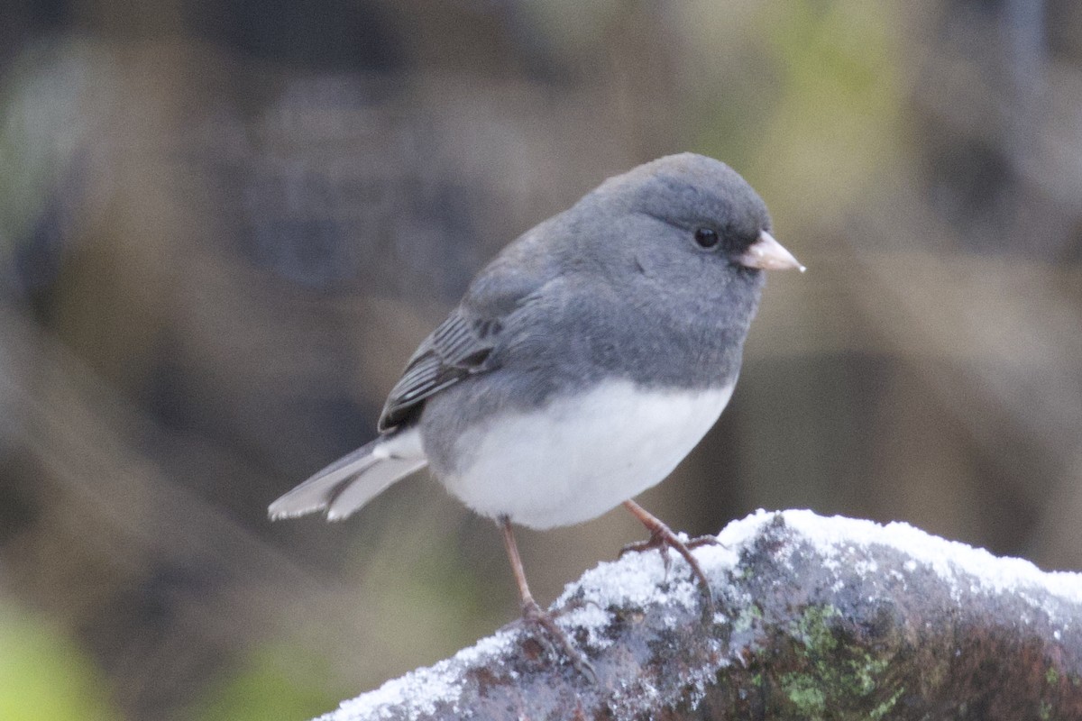 Серый юнко - ML645014294