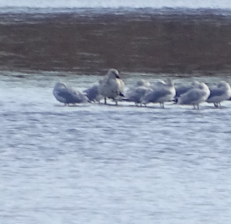 Snow Goose - ML645014296