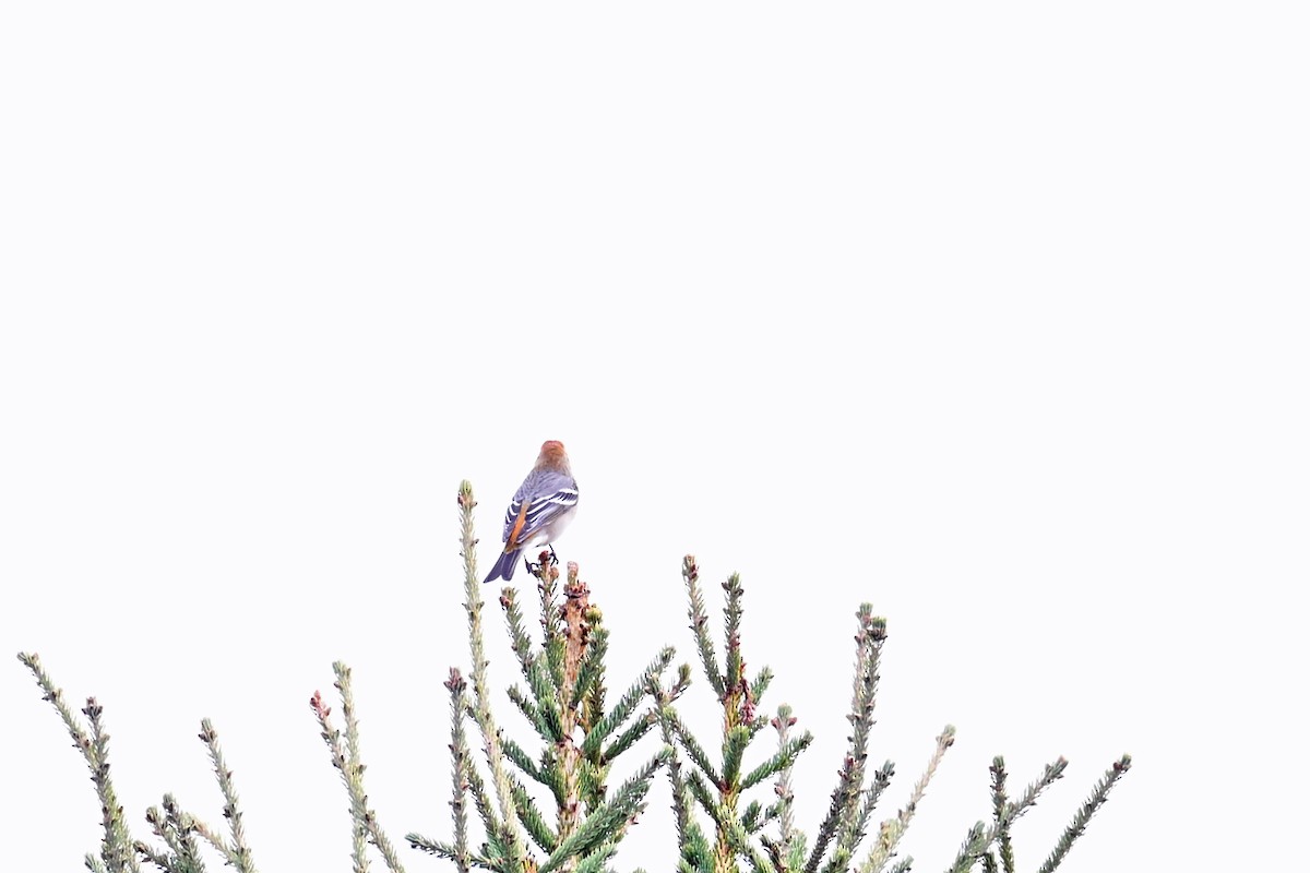 Pinu-gailupa - ML645014306