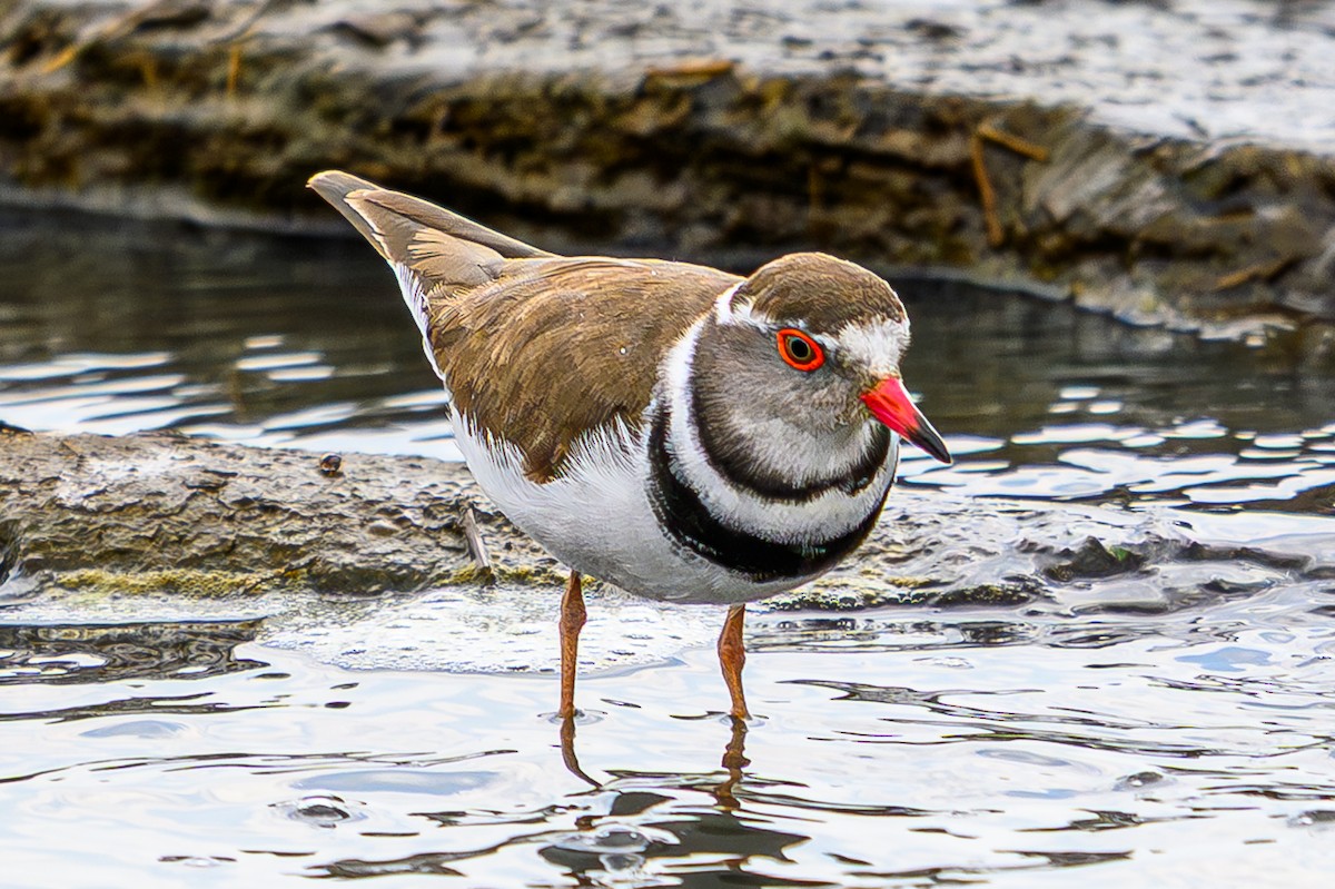 Three-banded Plover - ML645014313