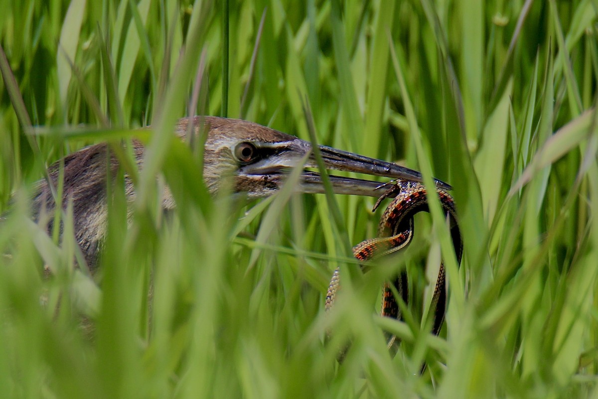 Бугай американський - ML645014325