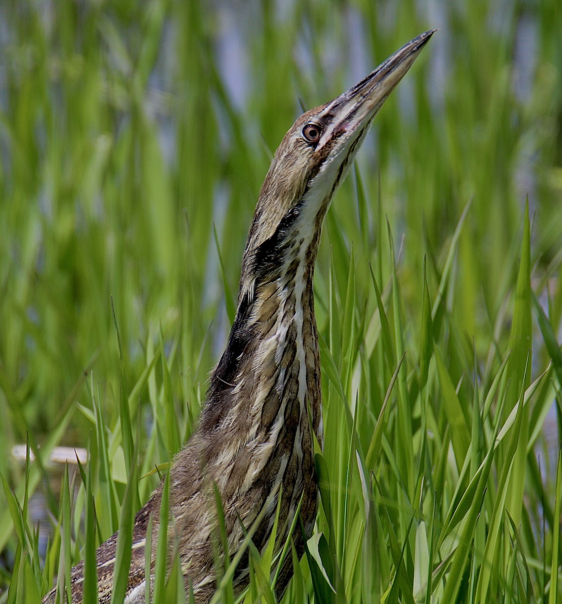 Бугай американський - ML645014326