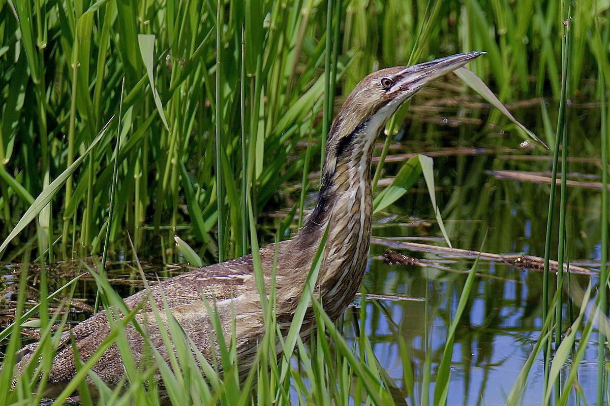 Бугай американський - ML645014327