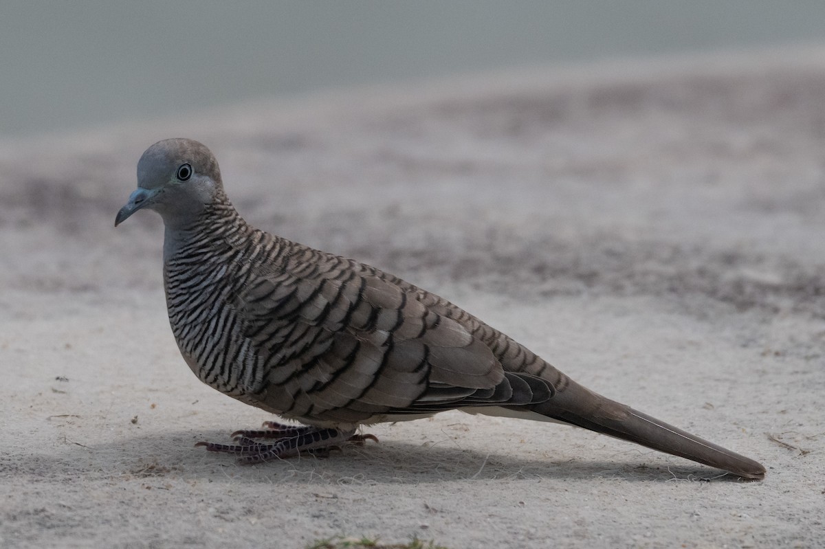 holoubek vlnkovaný - ML645014339