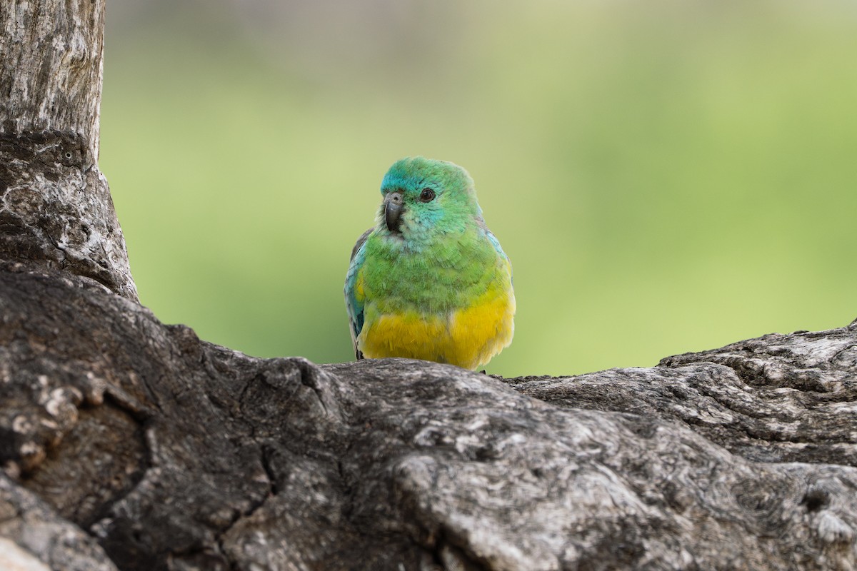 rosela zpěvavá - ML645014341