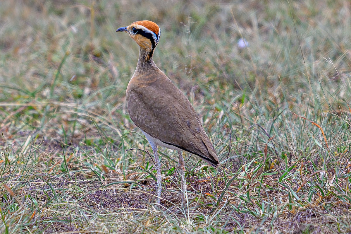 Temminck's Courser - ML645014344