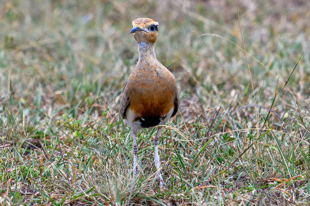 Temminck's Courser - ML645014345