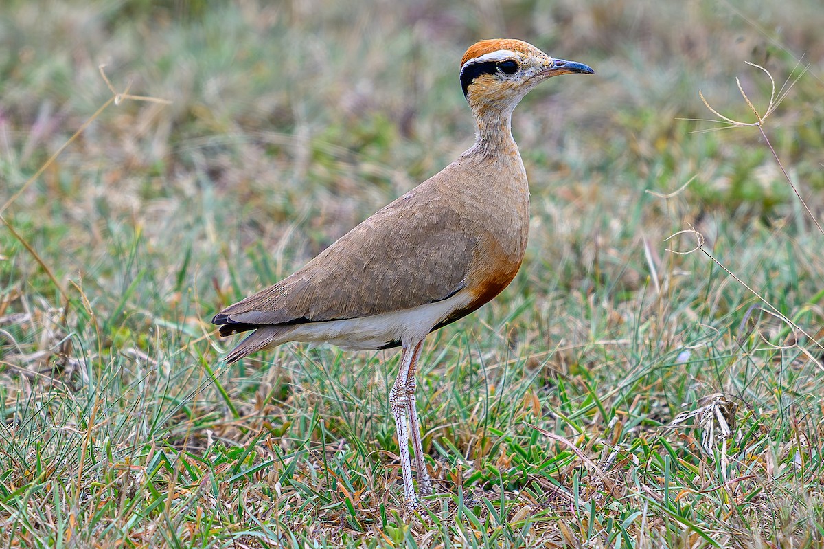 Temminck's Courser - ML645014346