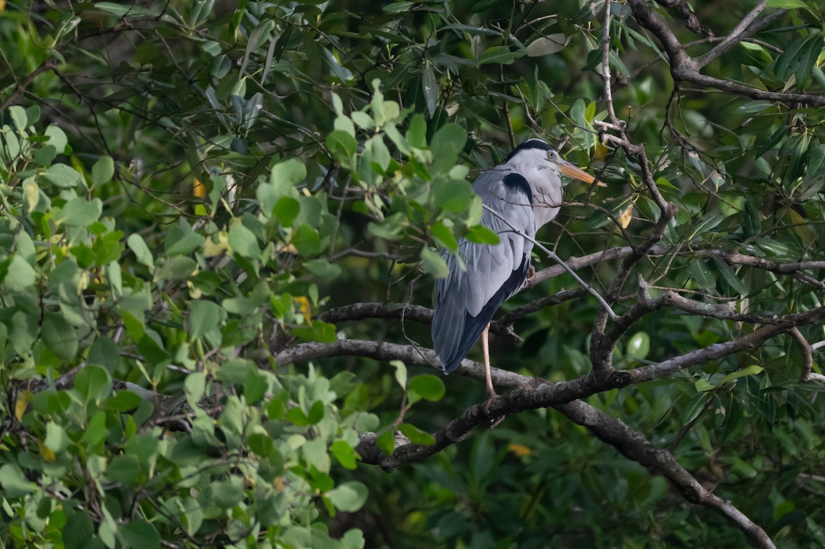 volavka popelavá - ML645014350