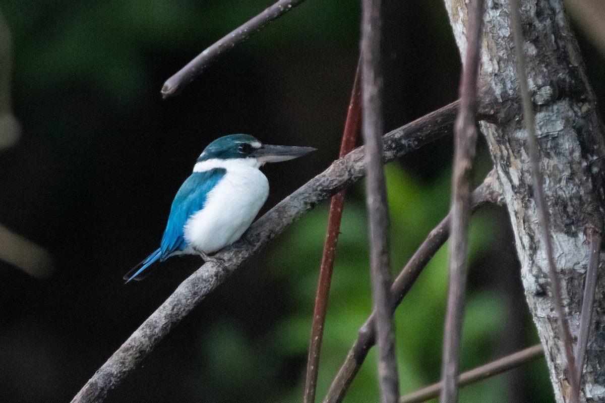 ledňáček obojkový - ML645014358