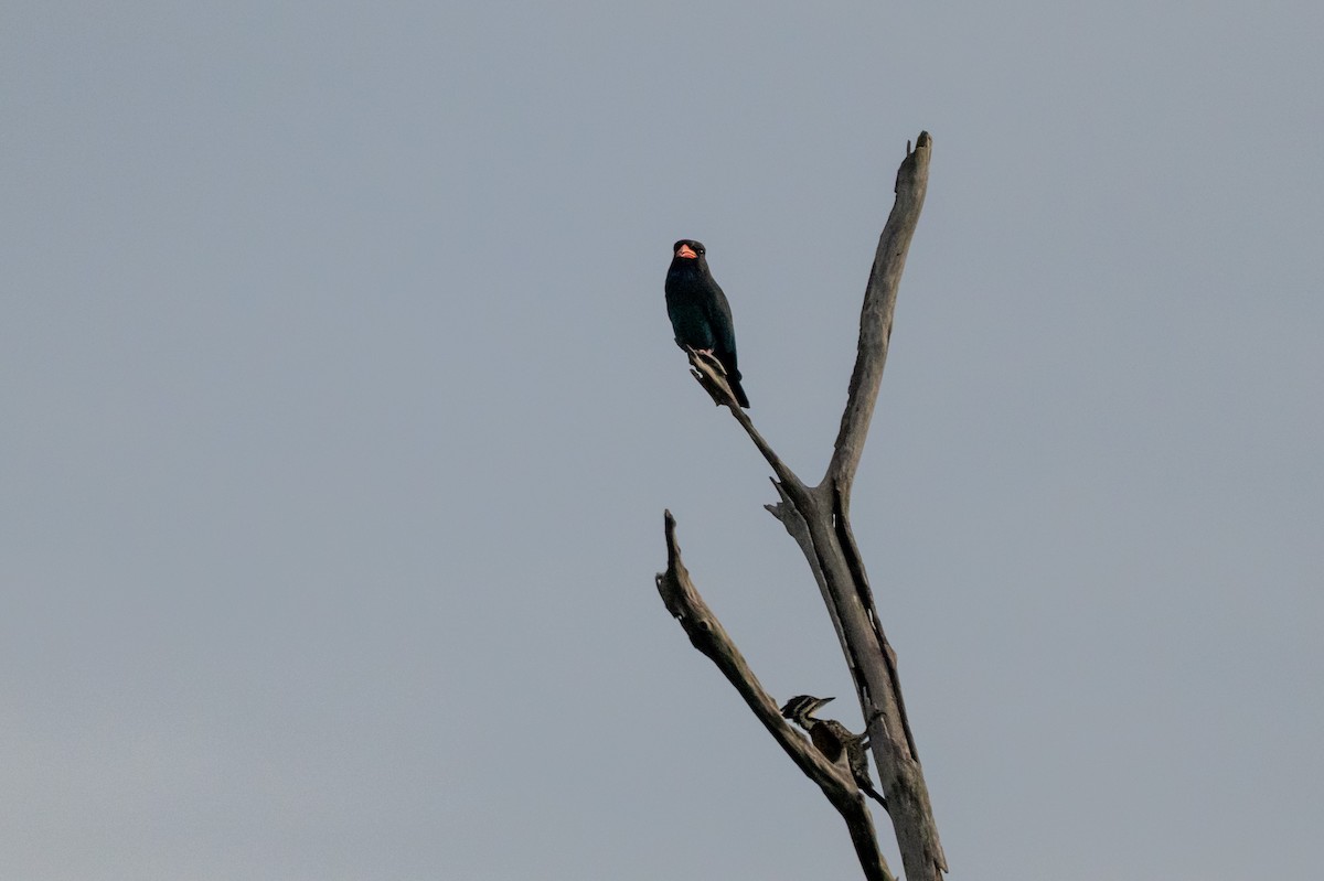 šírozobec východní - ML645014366