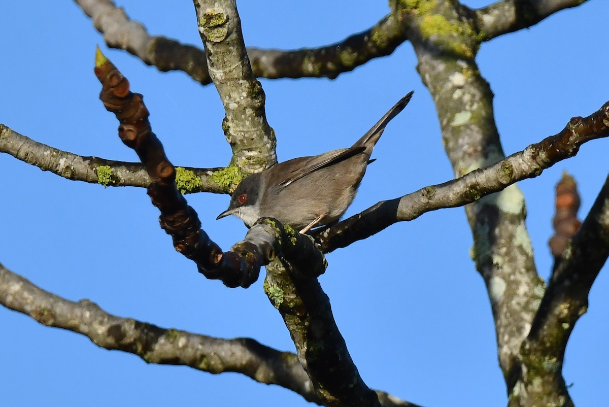 Sardinian Warbler - ML645014367