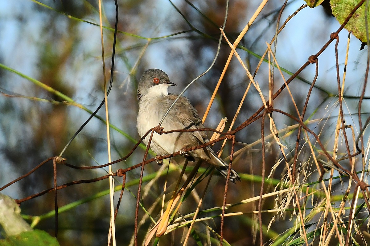 Sardinian Warbler - ML645014368